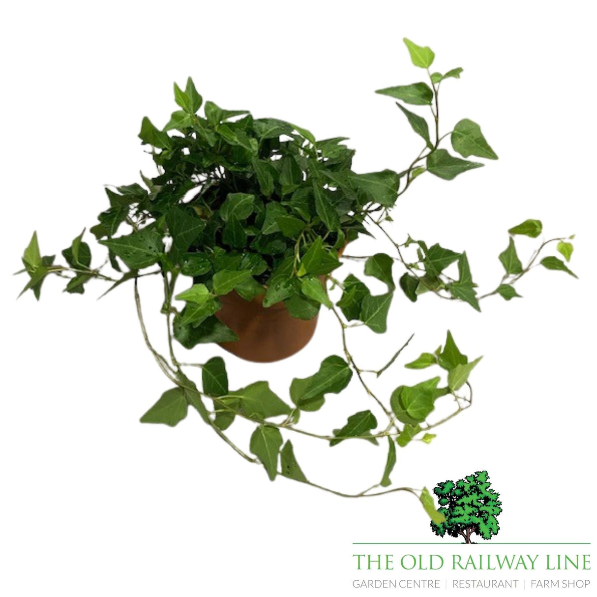 Hedera Assorted Ivy Plant- 12cm Pot