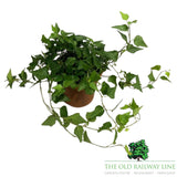 Hedera Assorted Ivy Plant- 12cm Pot
