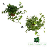 Hedera Assorted Ivy Plant- 12cm Pot
