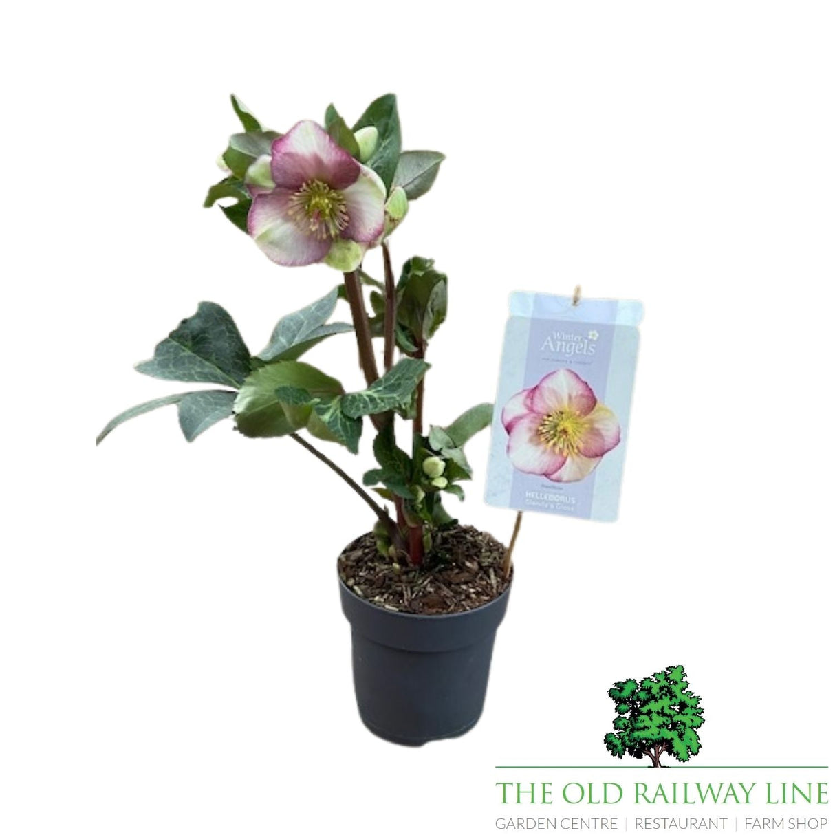 Helleborus Frostkiss Plant - 15cm Pot - Old Railway Line Garden Centre