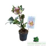 Helleborus Frostkiss Plant - 15cm Pot - Old Railway Line Garden Centre