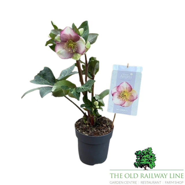 Helleborus Frostkiss Plant - 15cm Pot - Old Railway Line Garden Centre