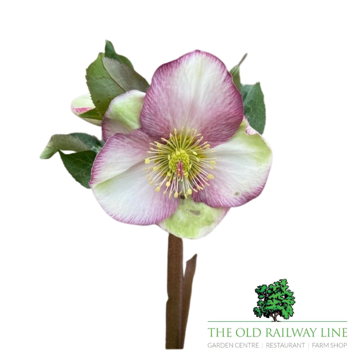 Helleborus Frostkiss Plant - 15cm Pot - Old Railway Line Garden Centre