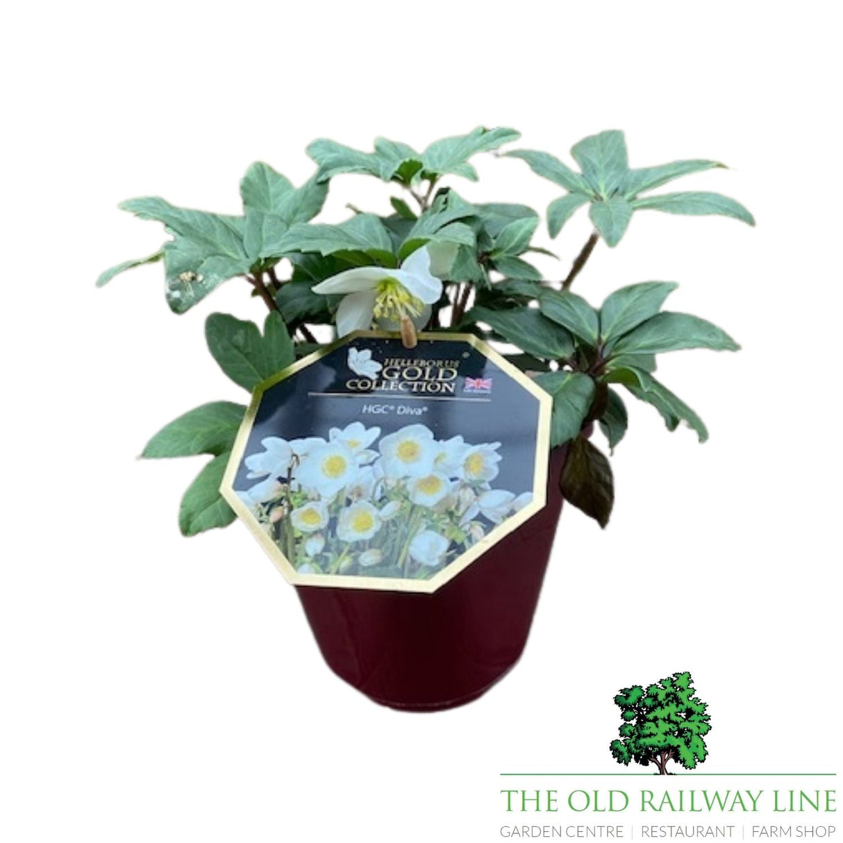 Helleborus HGA CR 'Diva' Helleborus Gold Collection Plant - 4.5Ltr Pot - Old Railway Line Garden Centre