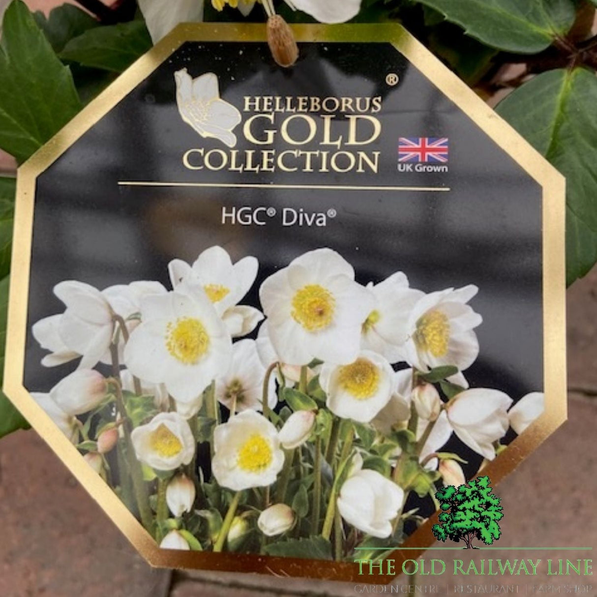 Helleborus HGA CR 'Diva' Helleborus Gold Collection Plant - 4.5Ltr Pot - Old Railway Line Garden Centre