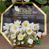 Helleborus HGA CR 'Diva' Helleborus Gold Collection Plant - 4.5Ltr Pot - Old Railway Line Garden Centre
