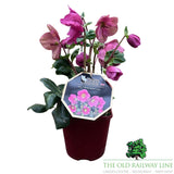Helleborus HGC Winter Ballet Lulu - 2Ltr Pot - Old Railway Line Garden Centre
