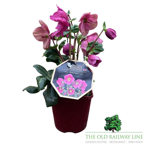 Helleborus HGC Winter Ballet Lulu - 2Ltr Pot - Old Railway Line Garden Centre