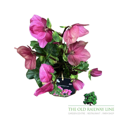 Helleborus HGC Winter Ballet Lulu - 2Ltr Pot - Old Railway Line Garden Centre