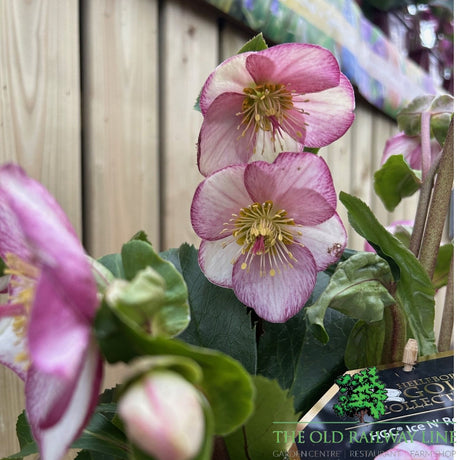 Helleborus Ice n Roses Picottee Plant - 2Ltr Pot