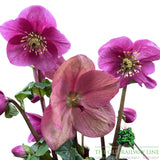 Helleborus HGC Winter Ballet Lulu - 2Ltr Pot
