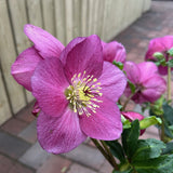 Helleborus HGC Winter Ballet - 4.5Ltr Pot