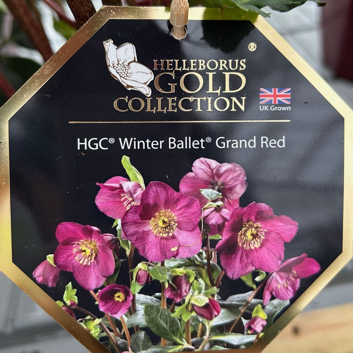 Helleborus HGC Winter Ballet - 4.5Ltr Pot