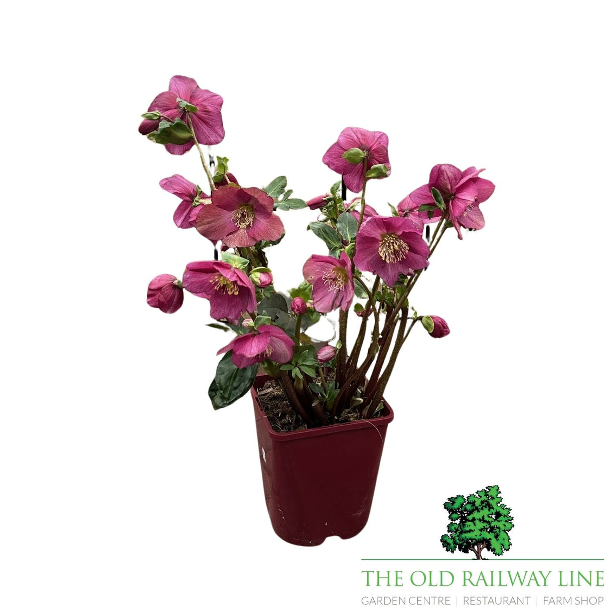 Helleborus HGC Winter Ballet - 4.5Ltr Pot