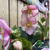 Helleborus Ice n Roses Picottee Plant - 2Ltr Pot - Old Railway Line Garden Centre