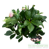 Helleborus 'Winter Ballet Katie' Plant - 4.5Ltr Pot