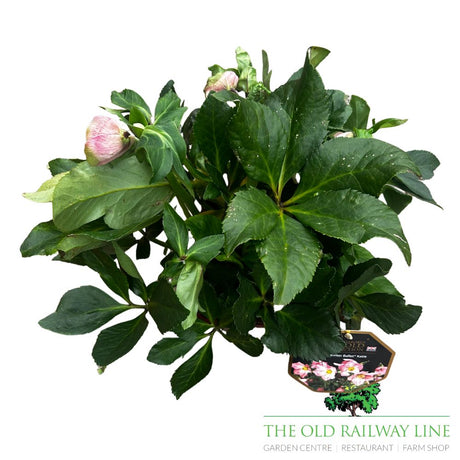 Helleborus 'Winter Ballet Katie' Plant - 4.5Ltr Pot