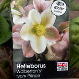 Helleborus 'Ivory Prince' Plant - 3Ltr Pot