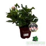 Helleborus 'Winter Ballet Katie' Plant - 4.5Ltr Pot