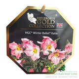 Helleborus 'Winter Ballet Katie' Plant - 4.5Ltr Pot