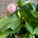 Helleborus 'Winter Ballet Katie' Plant - 4.5Ltr Pot