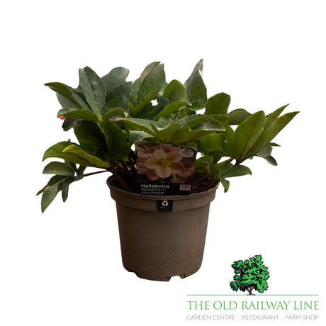 Helleborus 'Ivory Prince' Plant - 3Ltr Pot