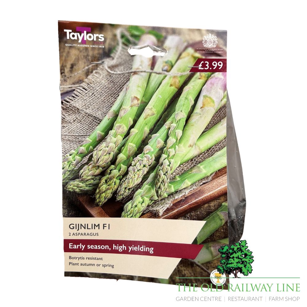Asparagus Gijnlim F1 Crowns (x2)