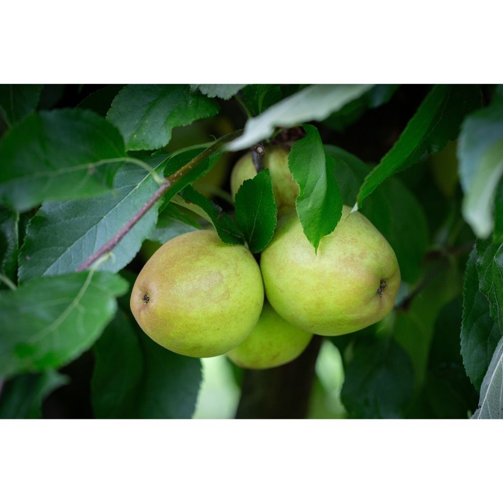 Frank P Matthews 'Herefordshire Russet' Half-Standard Apple Tree - 12 Ltr Pot