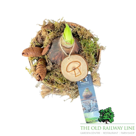 Hippeastrum Wooden Planter - 15cm Pot