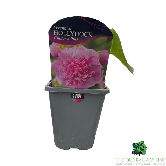 Hollyhock Chater's Pink Plant - 1Ltr Pot - Old Railway Line Garden Centre