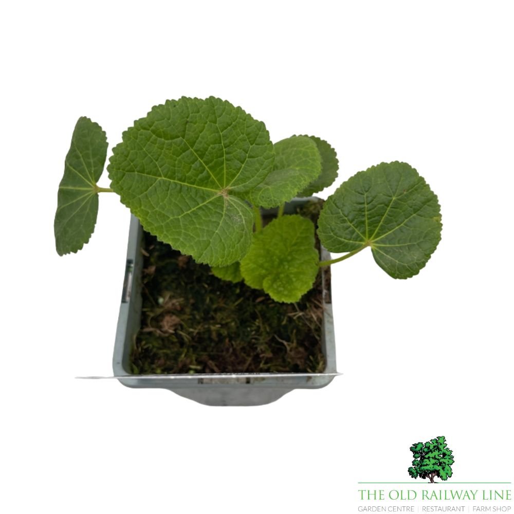 Hollyhock Chater's Yellow Plant - 1Ltr Pot - Old Railway Line Garden Centre