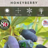 Honeyberry 'Blue Banana' Fruit Bush - 3 Ltr Pot