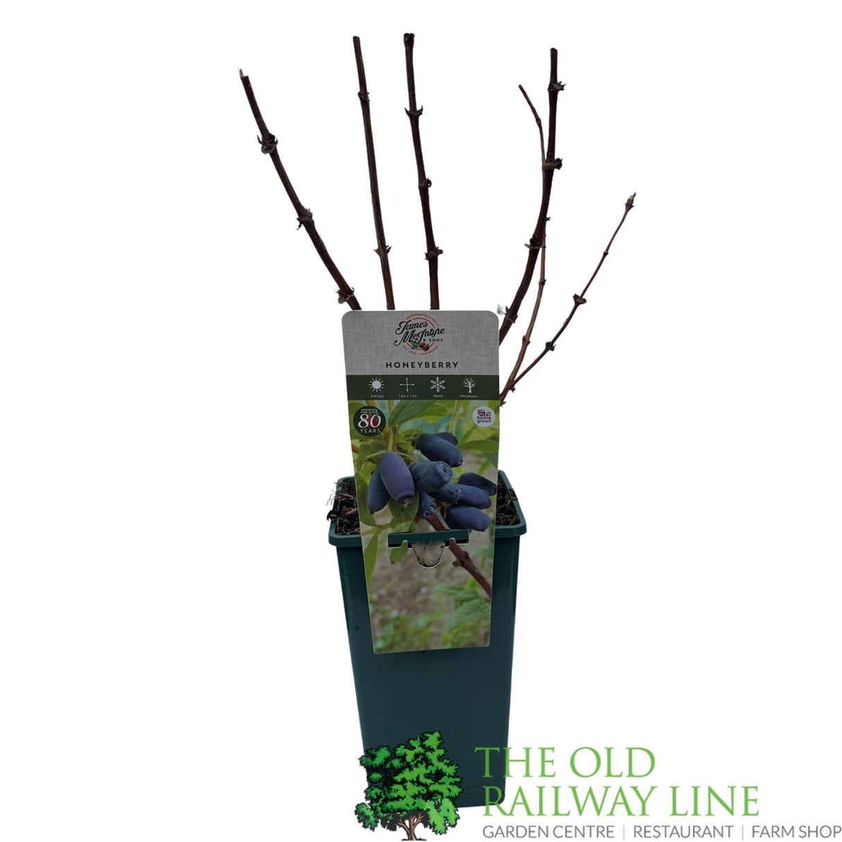 Honeyberry 'Blue Banana' Fruit Bush - 3 Ltr Pot