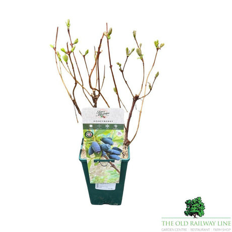 Honeyberry Blue Treasure Bush - 3Ltr Pot - Old Railway Line Garden Centre