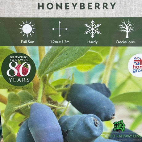 Honeyberry Blue Treasure Bush - 3Ltr Pot - Old Railway Line Garden Centre