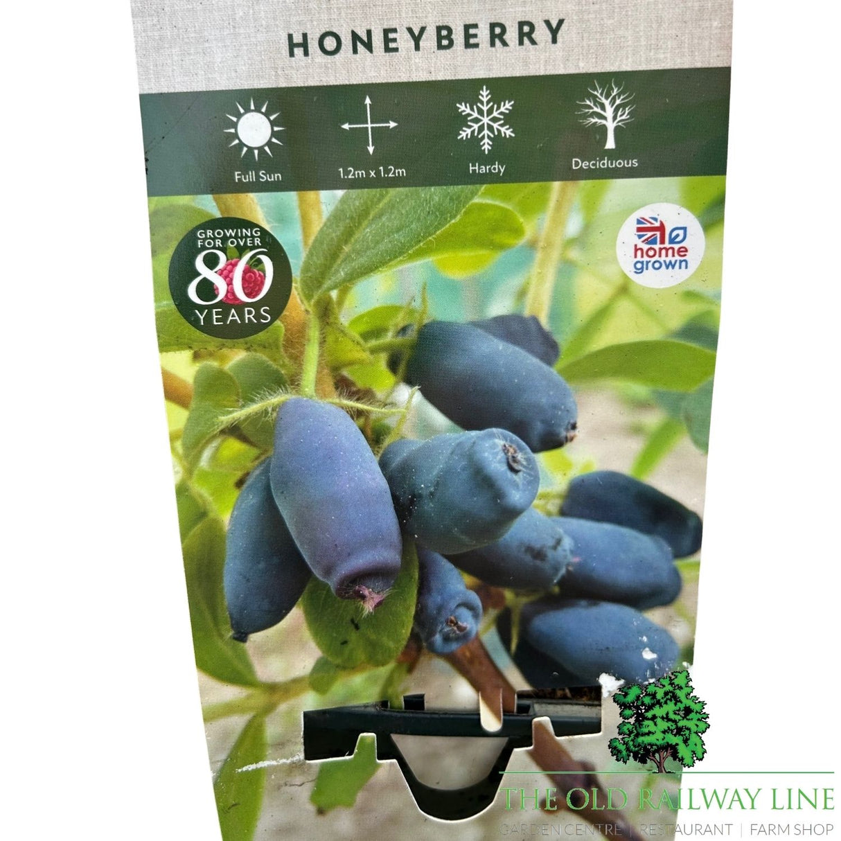 Honeyberry 'Giant's Heart' Fruit Bush - 3Ltr Pot
