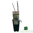 Honeyberry 'Giant's Heart' Fruit Bush - 3Ltr Pot - Old Railway Line Garden Centre