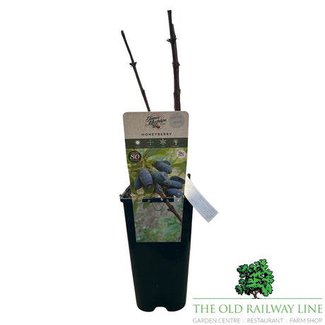 Honeyberry 'Giant's Heart' Fruit Bush - 3Ltr Pot - Old Railway Line Garden Centre