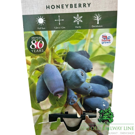 Honeyberry 'Giant's Heart' Fruit Bush - 3Ltr Pot - Old Railway Line Garden Centre