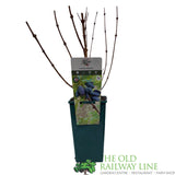 Honeyberry 'Strawberry Sensation' Fruit Bush - 3Ltr Pot