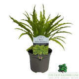 Hosta 'Party Streamers' Plant - 2Ltr Pot