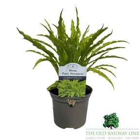 Hosta 'Party Streamers' Plant - 2Ltr Pot - Old Railway Line Garden Centre