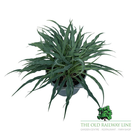 Hosta 'Silly String' Plant - 2Ltr Pot