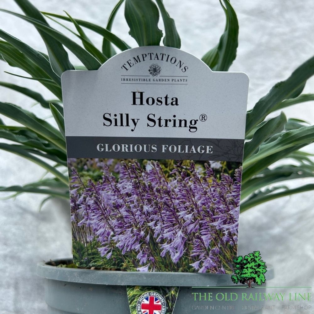 Hosta 'Silly String' Plant - 2Ltr Pot