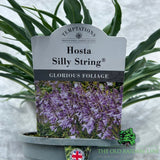 Hosta 'Silly String' Plant - 2Ltr Pot