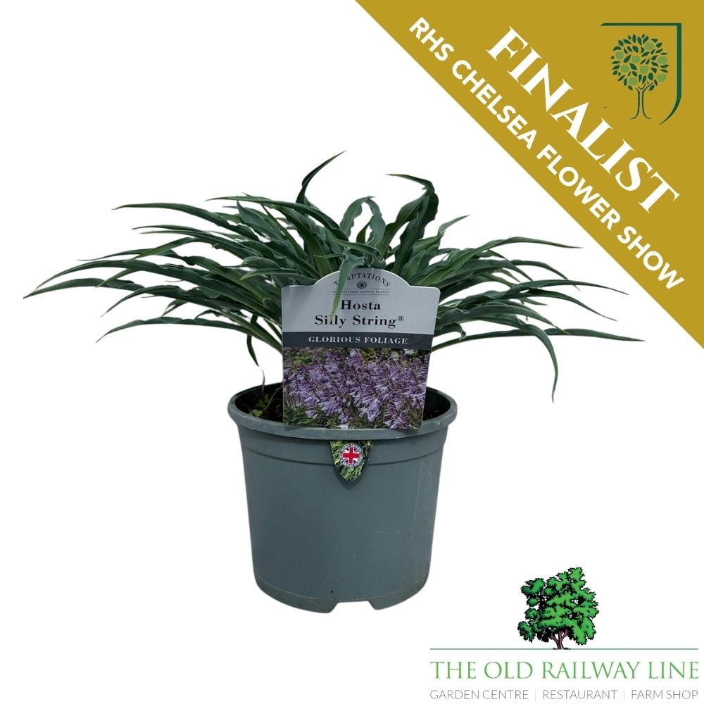 Hosta 'Silly String' Plant - 2Ltr Pot