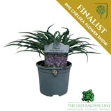 Hosta 'Silly String' Plant - 2Ltr Pot