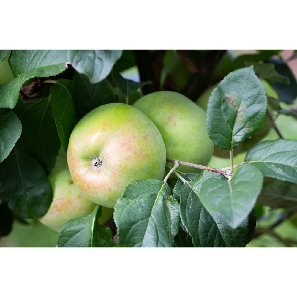 Frank P Matthews 'Howgate Wonder' Apple Fruit Tree (MM106 Rootstock) - 12 Ltr Pot