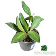 Hoya gracilis Mini Houseplant - 6cm Pot - Old Railway Line Garden Centre