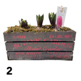 Hyacinth 29cm Botanic Garden Planter - (3 Bulbs) - (Choice of 4)